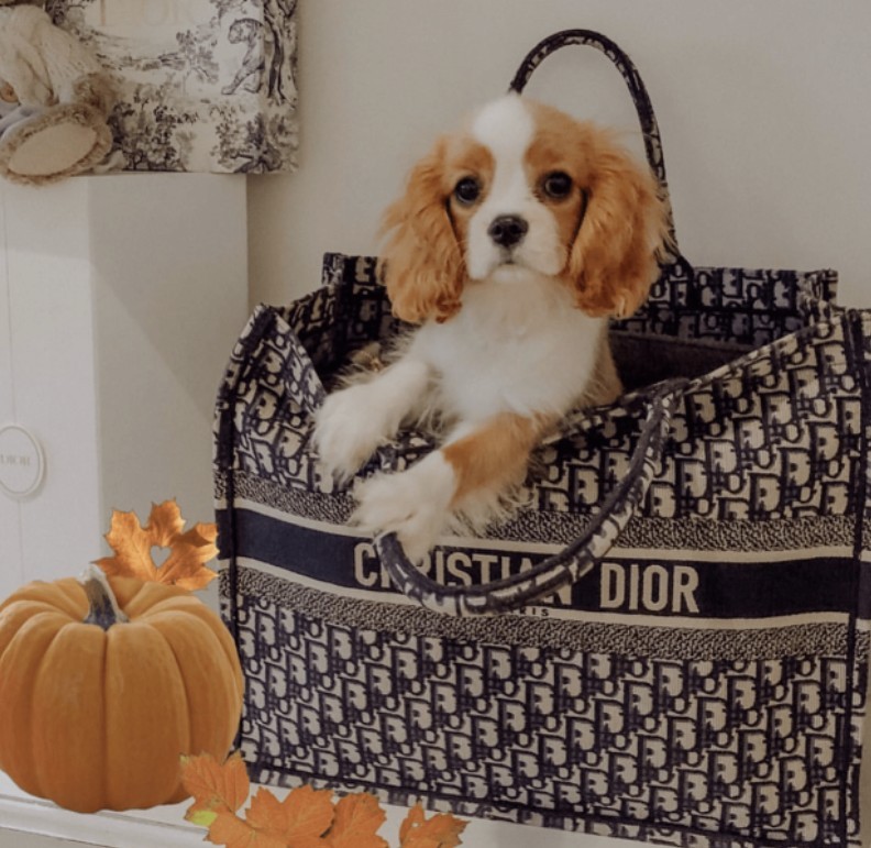 The most comprehensive Dior Book Tote introduction and replica bags buying advice (2022 update)-Best Quality Fake designer Bag Review, Replica designer bag ru The most comprehensive Dior Book Tote introduction and replica bags buying advice (2022 update)-Best Quality Fake designer Bag Review, Replica designer bag ru